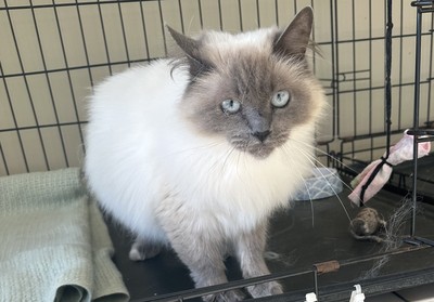 Misty - Domestic Longhair