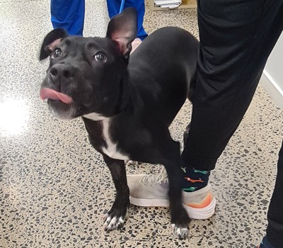 Elara - Medium Cross Breed