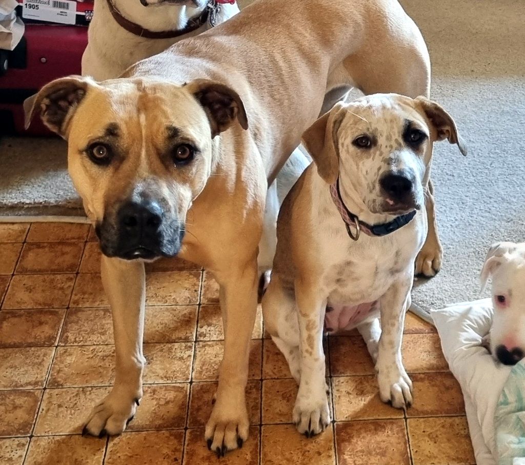 Gallery image: Taffy