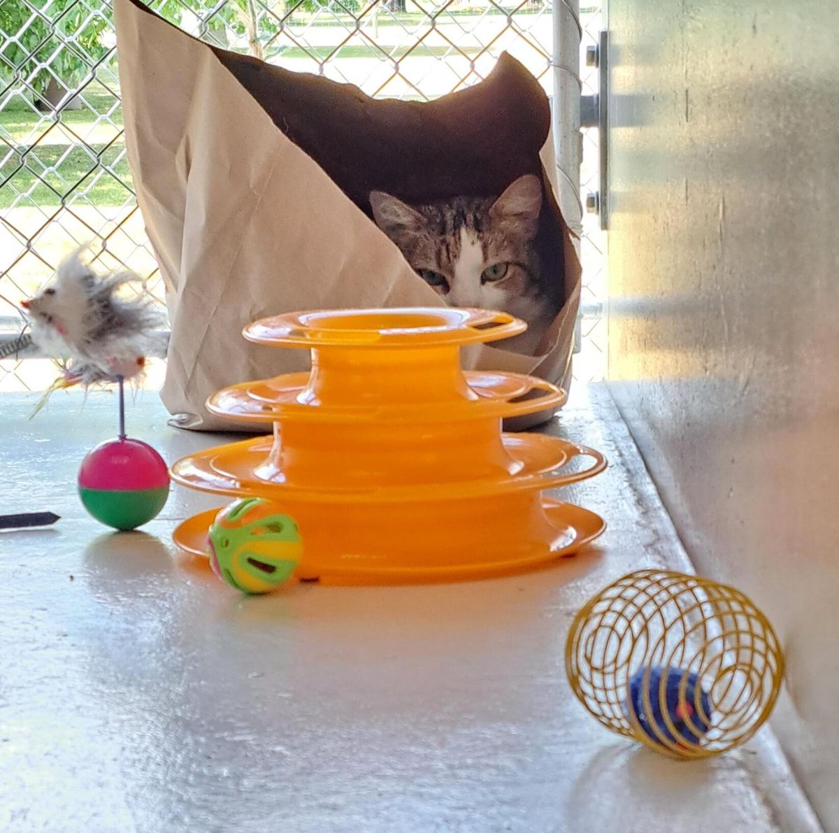 Gallery image: Tiger