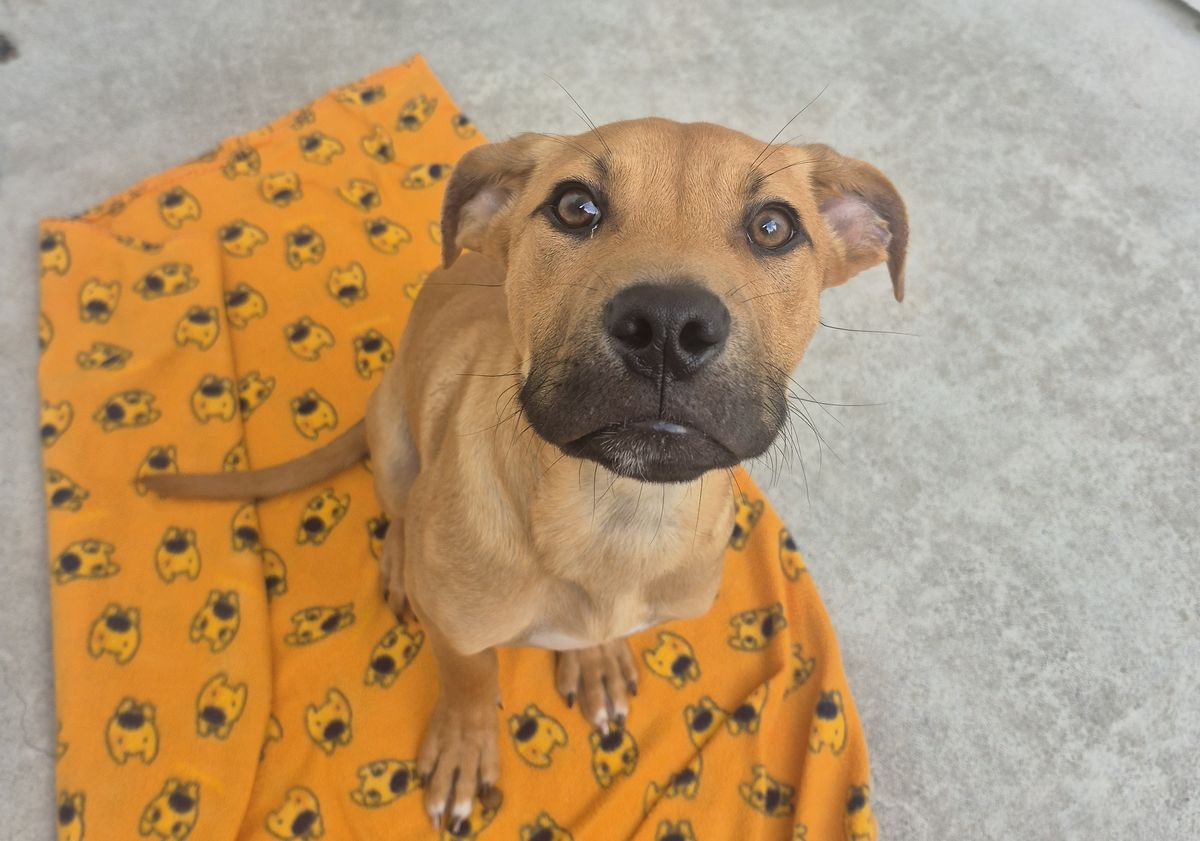 Gallery image: Ramone