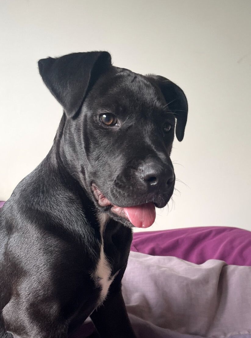 Gallery image: Raven