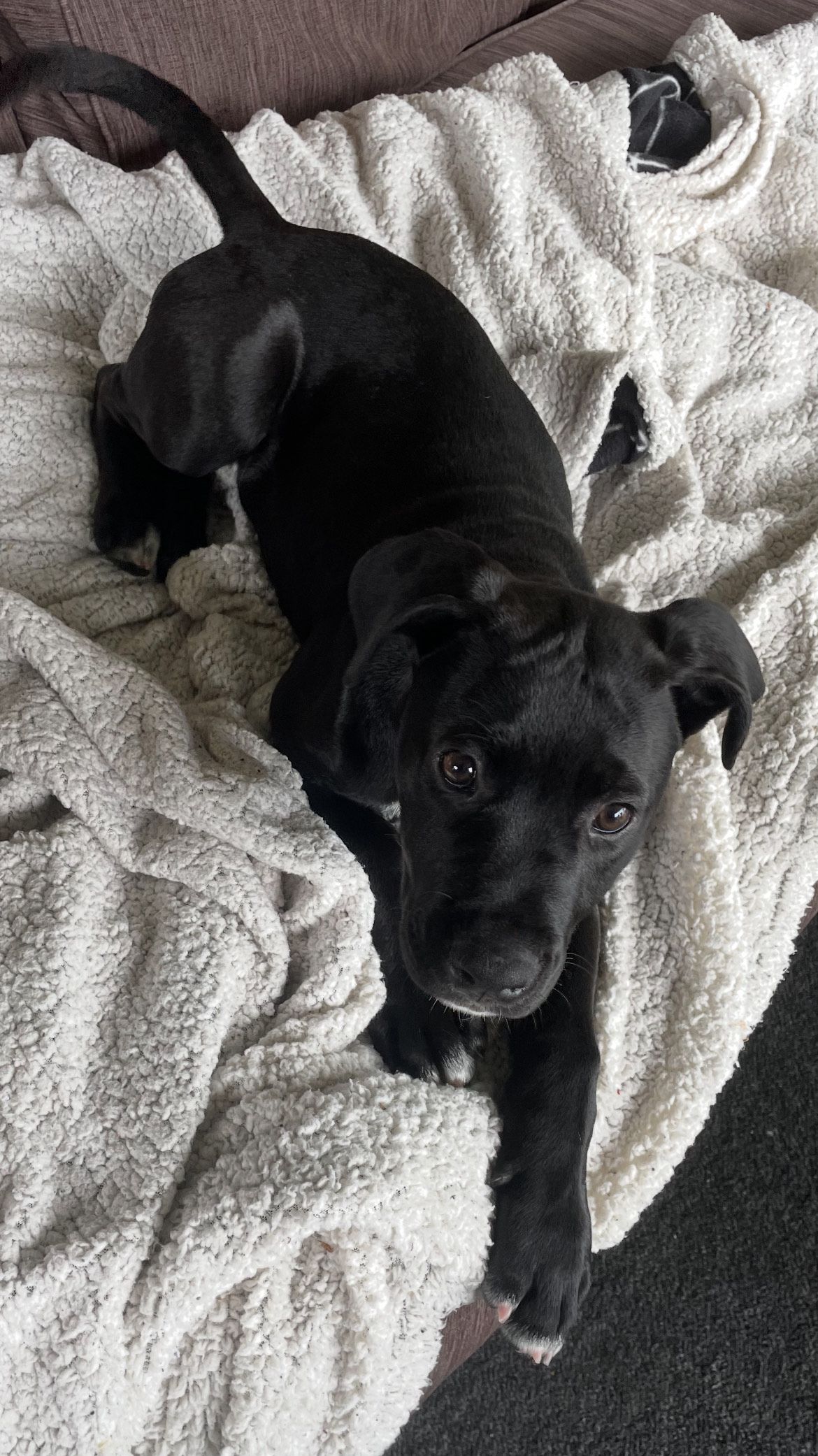 Gallery image: Raven