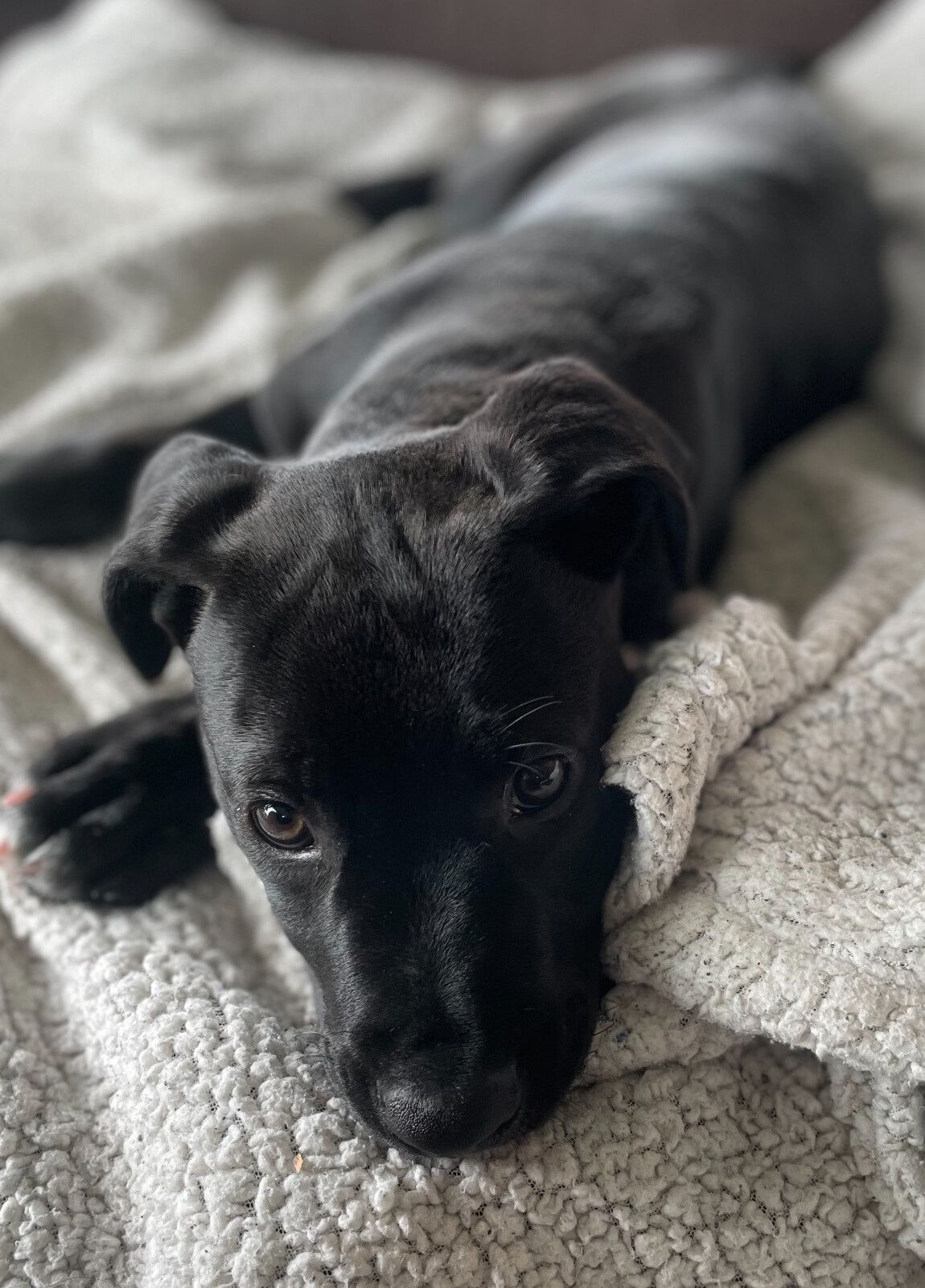 Gallery image: Raven