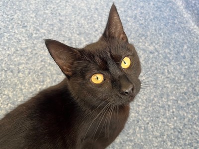 Julian - Domestic Short Hair