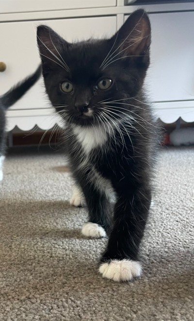 Domino - Domestic Short Hair