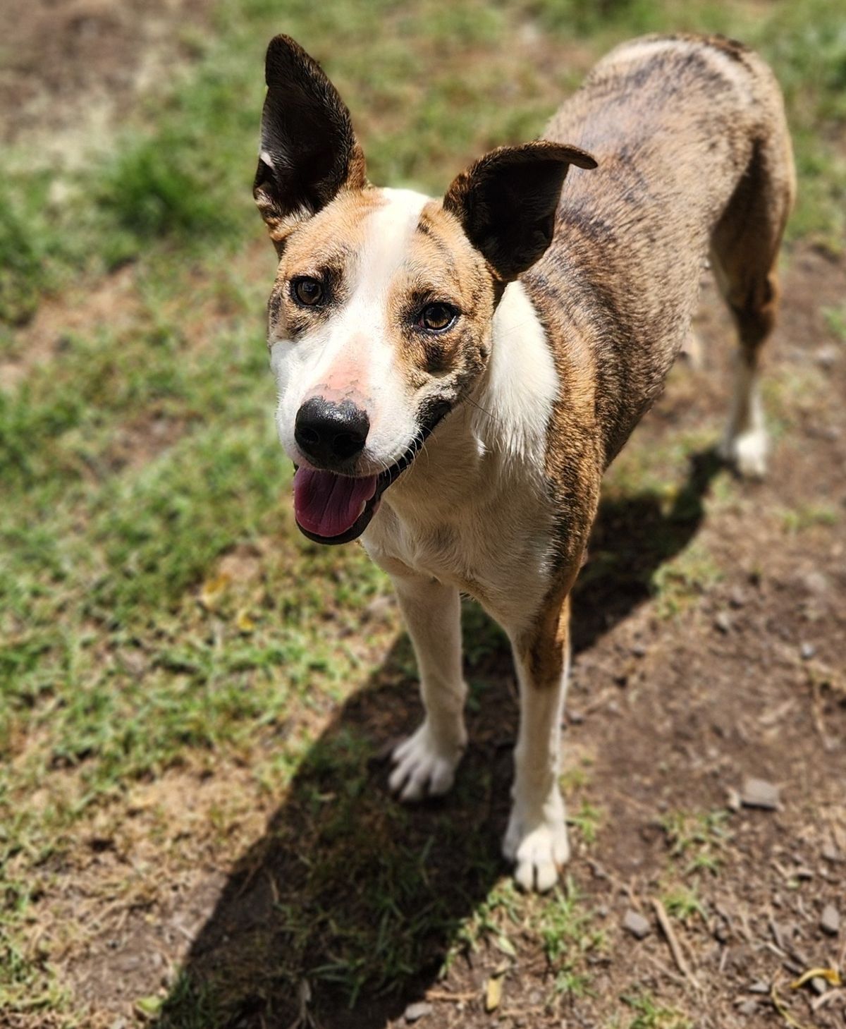 Gallery image: Feijoa 