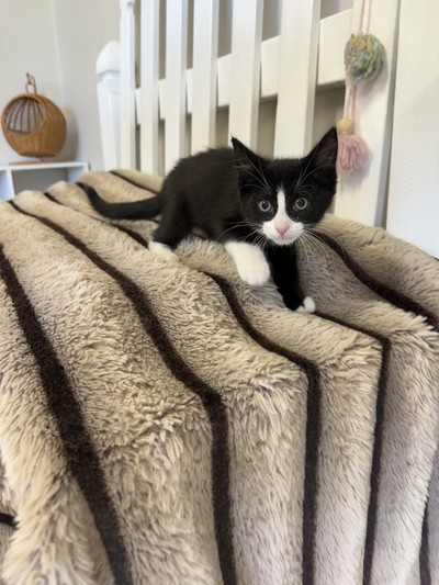 Mo - Domestic Medium Hair