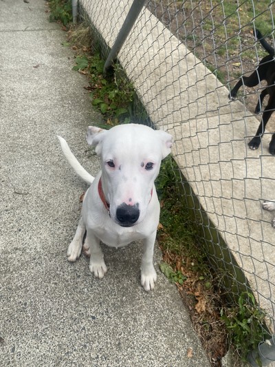 Benji - Medium Cross Breed