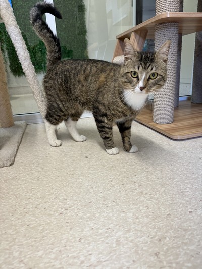 Lynx - Domestic Short Hair