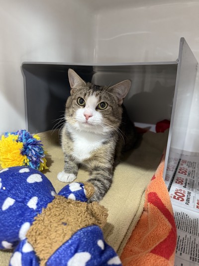 Zion  - Domestic Short Hair