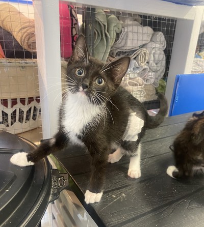 Zena - Domestic Short Hair