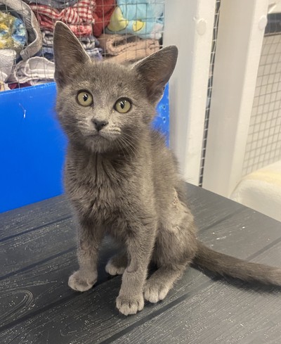 Faye - Domestic Short Hair