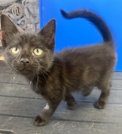 Tim - Domestic Short Hair