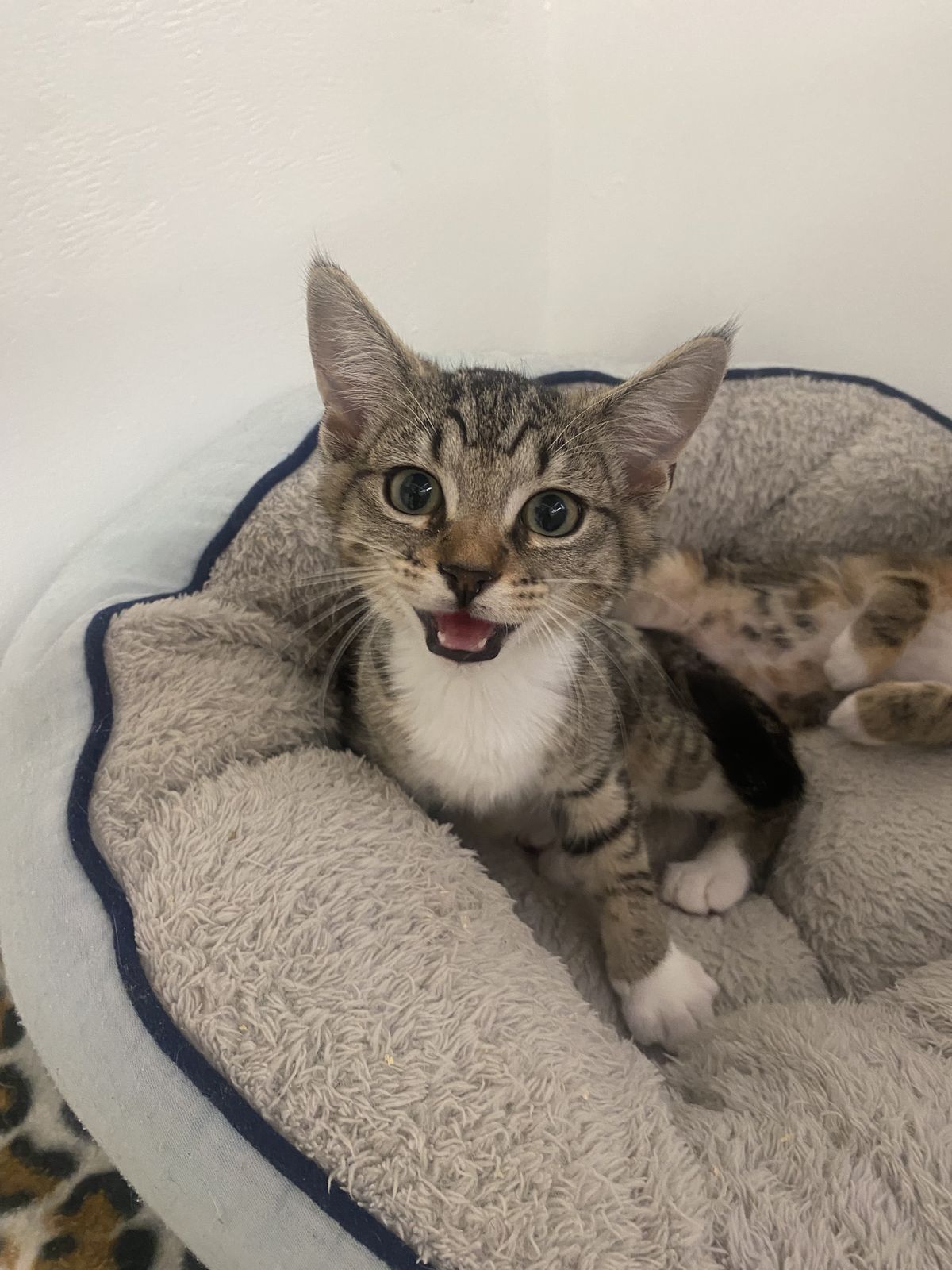 Gallery image: Tassy