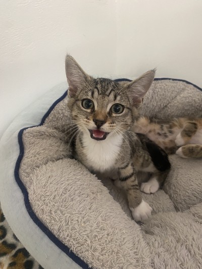 Tassy - Domestic Short Hair