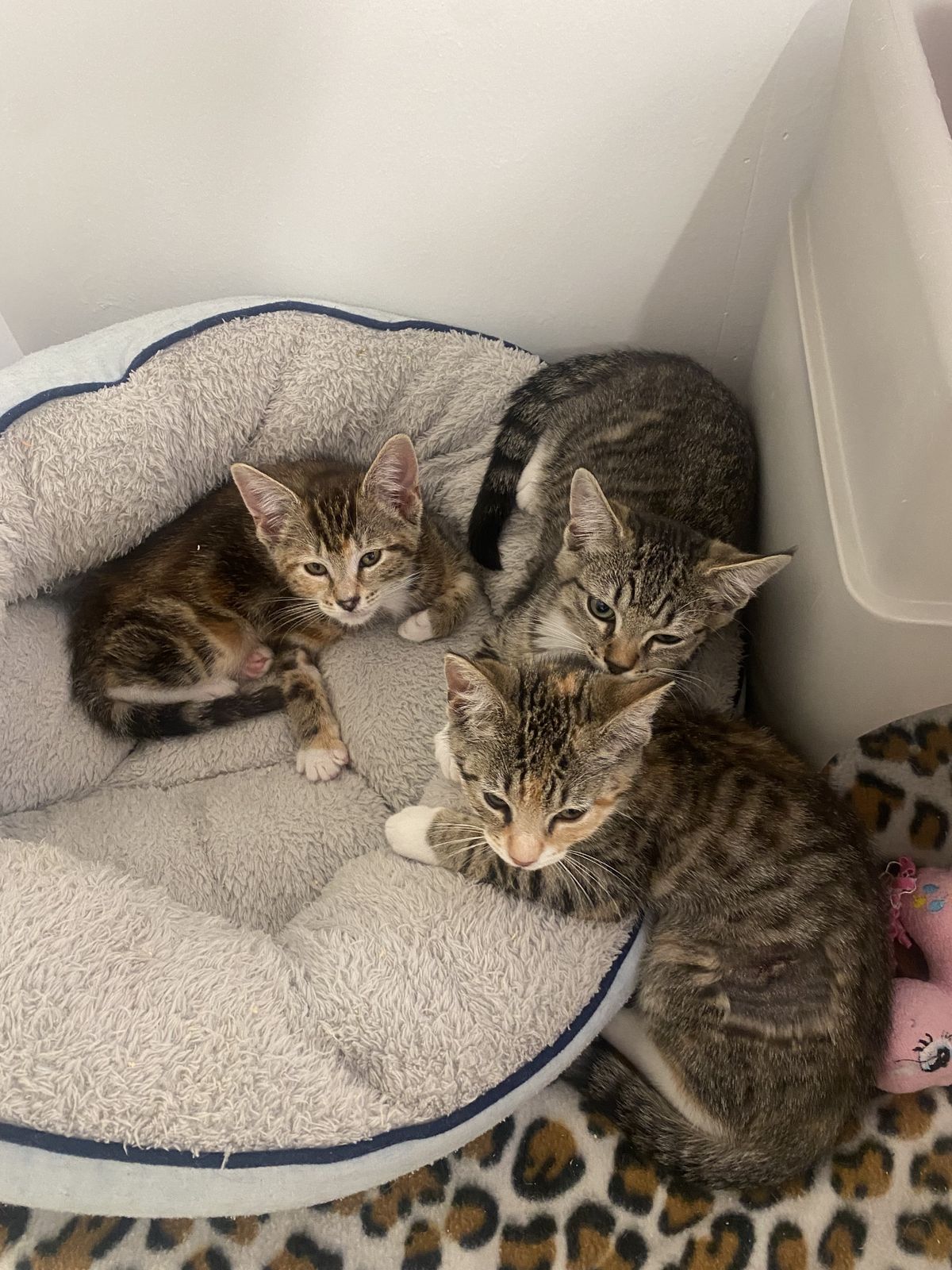 Gallery image: Tassy