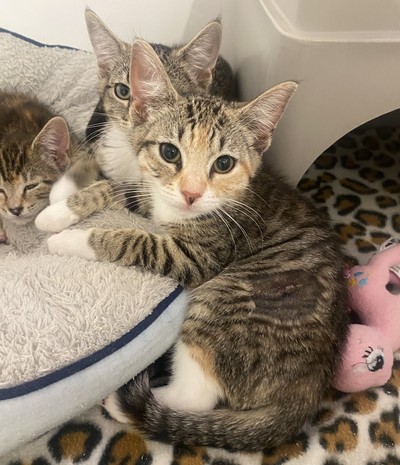 Cinnamon - Domestic Short Hair