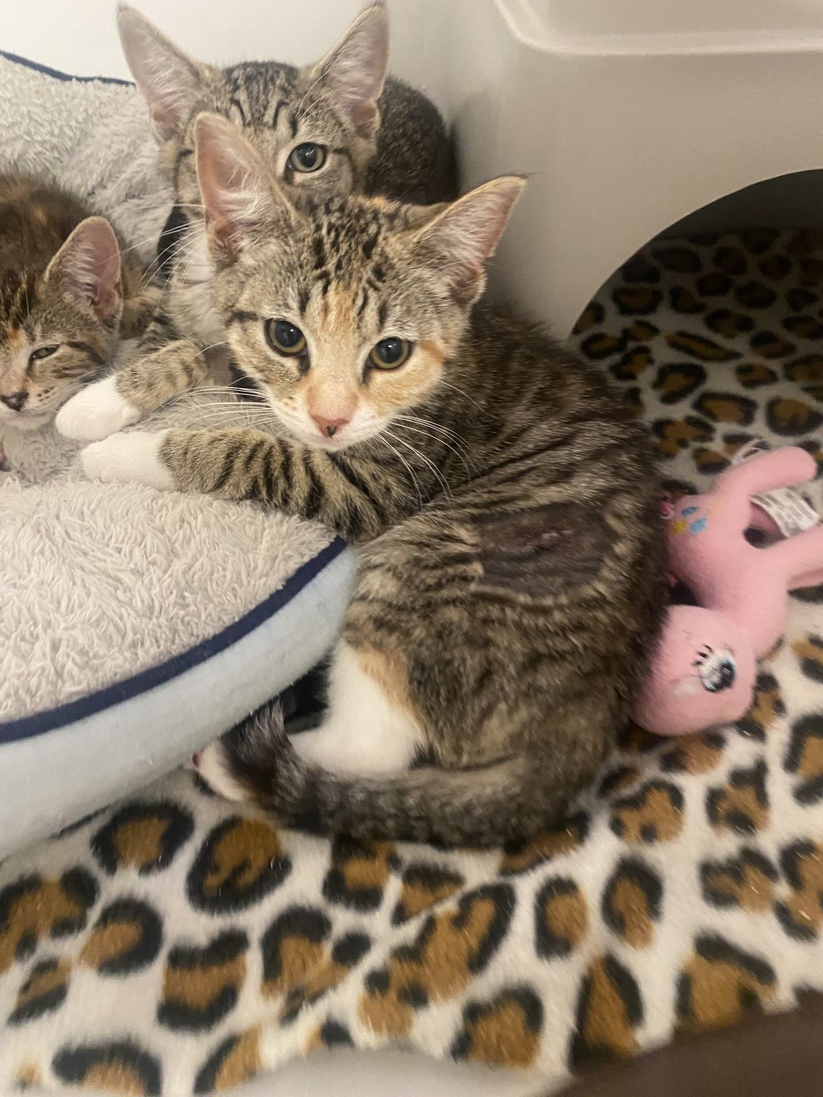 Gallery image: Cinnamon