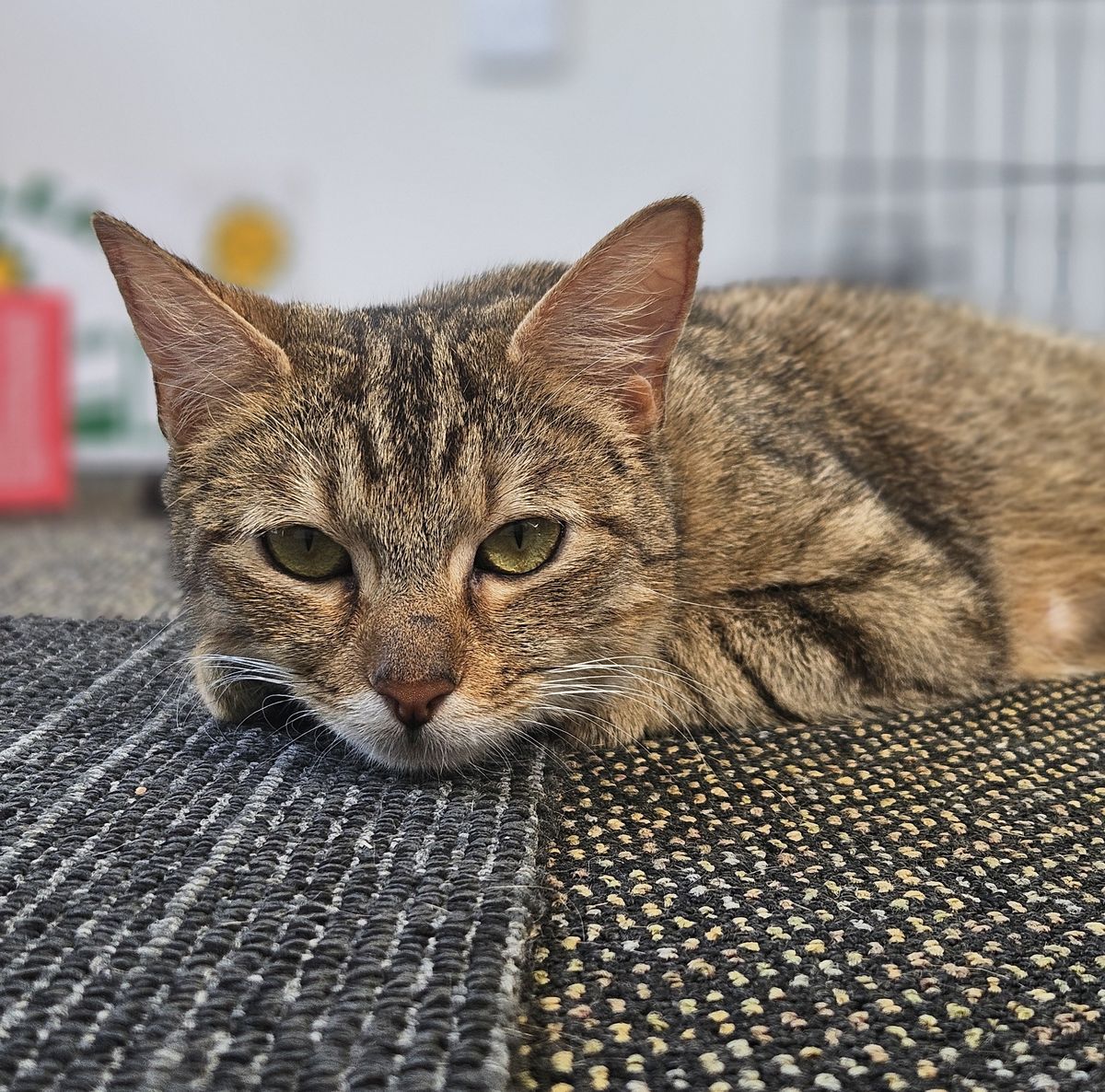 Gallery image: Celestial