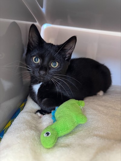 Niko - Domestic Short Hair