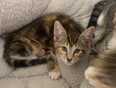 Patty - Domestic Short Hair