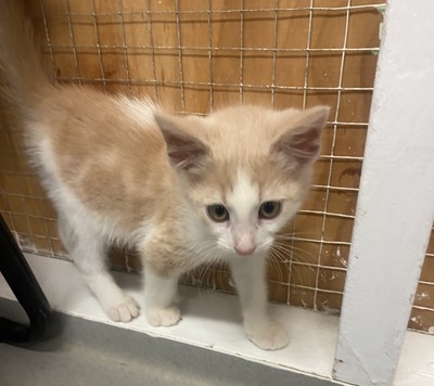 Hamilton - Domestic Medium Hair