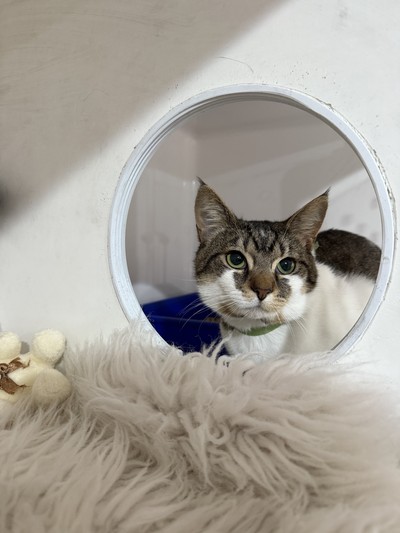 Mo Mo - Domestic Short Hair