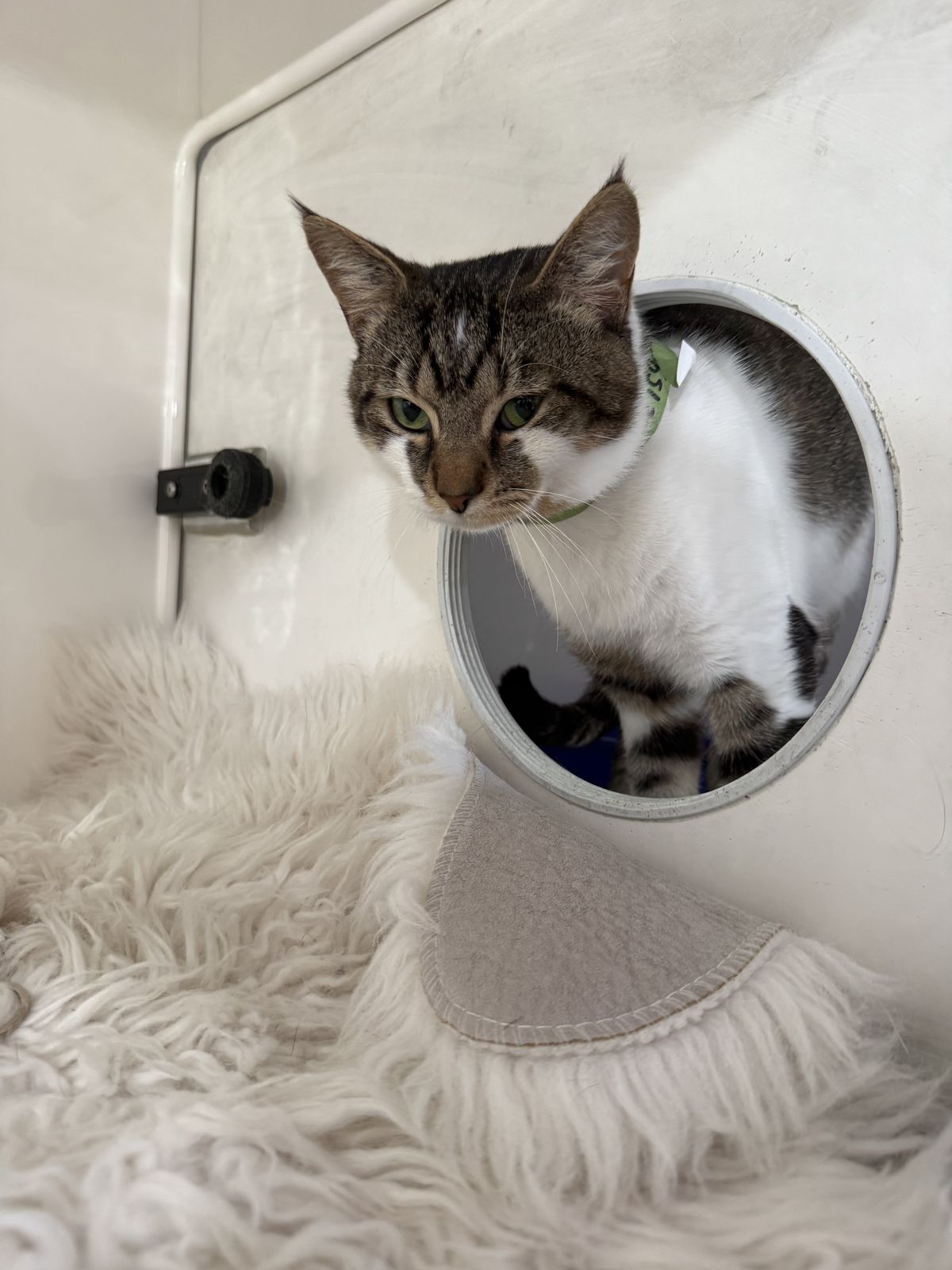 Gallery image: Mo Mo