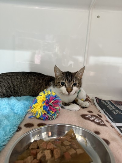 Queenie - Domestic Short Hair