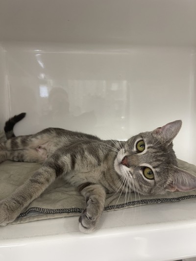 Jackie - Domestic Short Hair