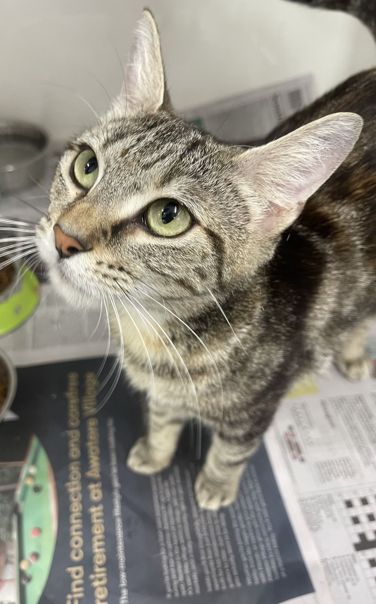 Gallery image: Poppy