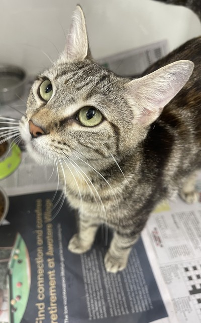 Poppy - Domestic Short Hair