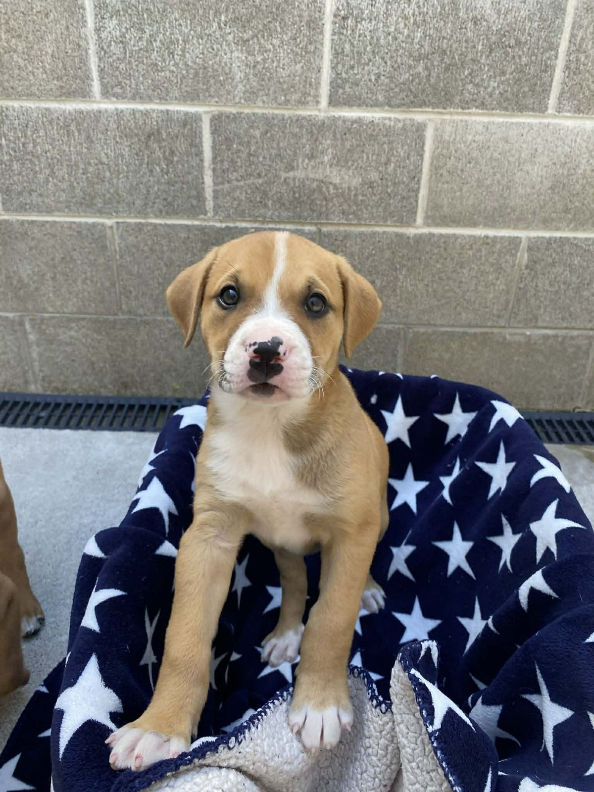 Gallery image: Juniper