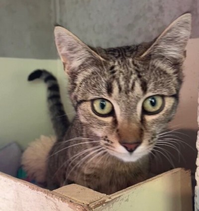 Harper - Domestic Short Hair