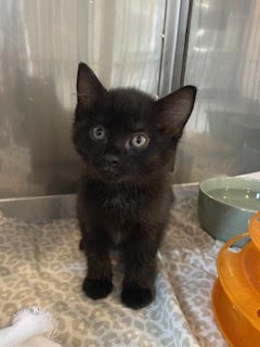 Slinky - Domestic Short Hair