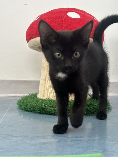 Tui - Domestic Short Hair