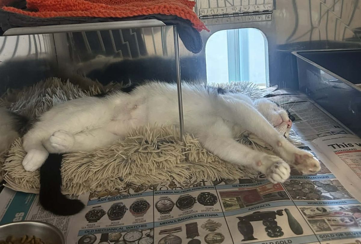 Gallery image: Sylvia