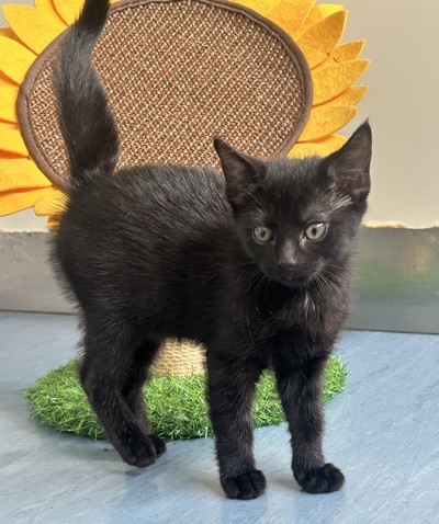 Lars - Domestic Short Hair