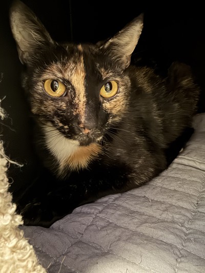 Black Widow - Domestic Short Hair