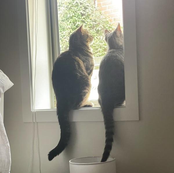 Two cats sitting together on windowsill