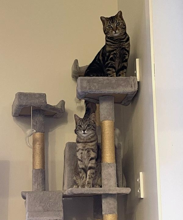 Zion and Luca the cats sitting on their tower