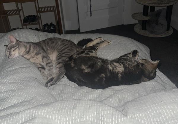 Two cats laying together asleep on bed