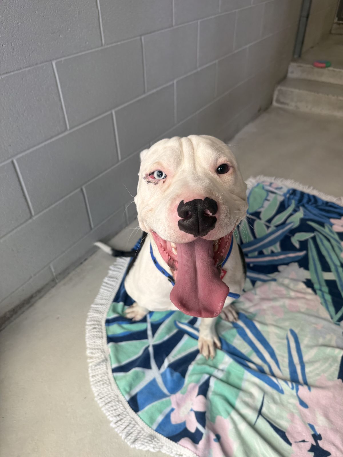 Gallery image: Baloo