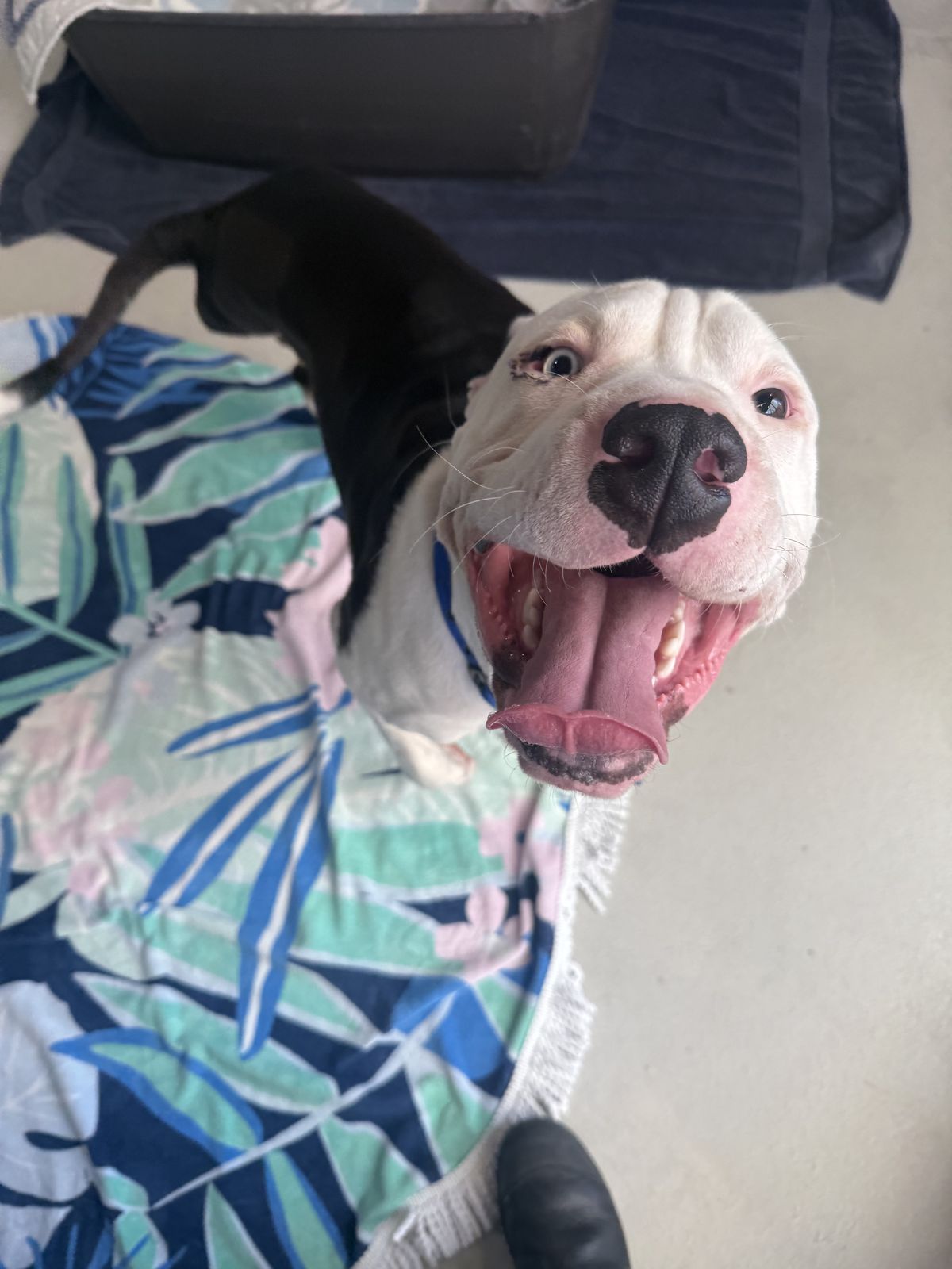 Gallery image: Baloo