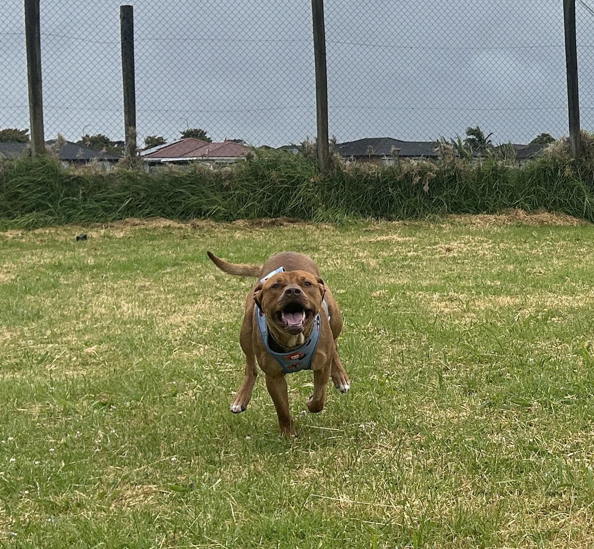 Gallery image: Bernie