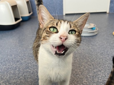 Juno - Domestic Short Hair