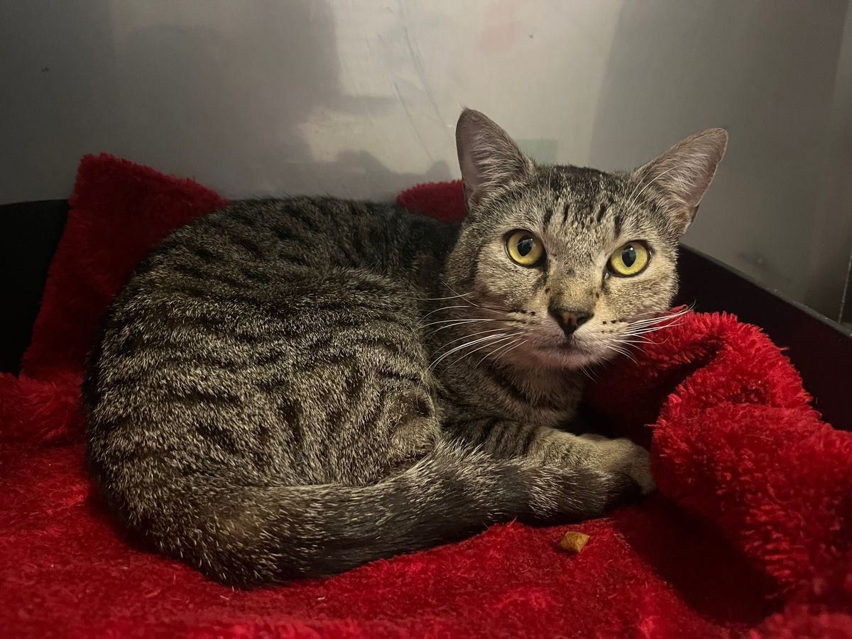 Gallery image: Scrumpy