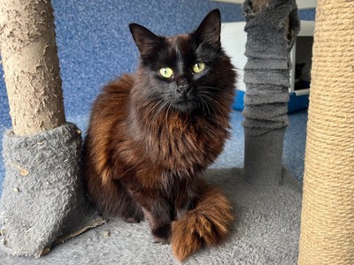 Missy - Domestic Medium Hair