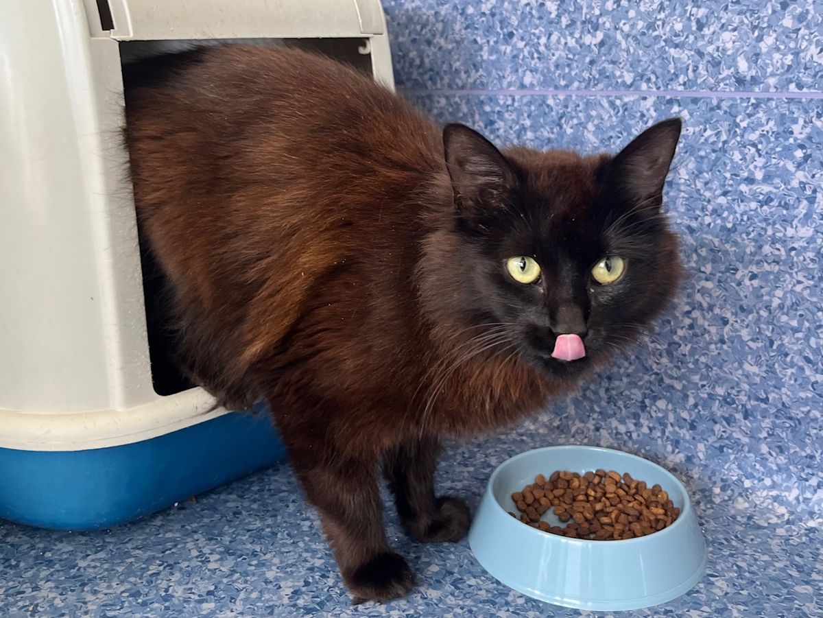 Gallery image: Missy